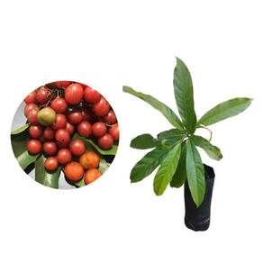 Muda de Chá De Bugre 20 a 40cm AMK - Plantas Online