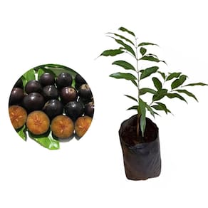 Muda de Cereja De Madagascar 20 a 40cm AMK - Plantas Online