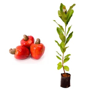 Muda de Caju Anao Vermelho 20 a 40cm AMK - Plantas Online
