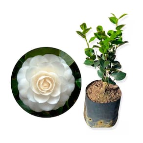 Muda de Camelia 20 a 40cm AMK - Plantas Online