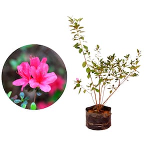 Muda de Azaleia 20 a 40cm AMK - Plantas Online