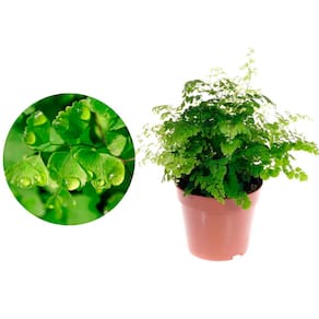 Muda de Avenca 20 a 40cm AMK - Plantas Online