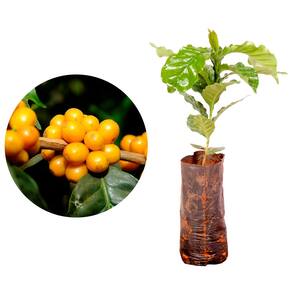 Muda de Bourbon Café 20 a 40cm AMK - Plantas Online