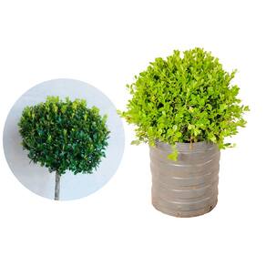 Muda de Buxinho 20 a 40cm AMK - Plantas Online