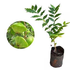 Muda de Cambuci 20 a 40cm AMK - Plantas Online