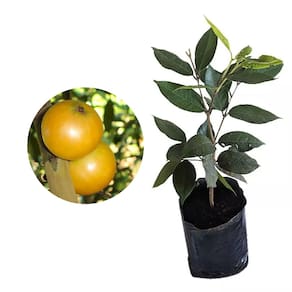 Muda de Cambucá 20 a 40cm AMK - Plantas Online