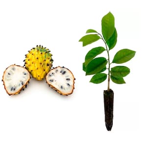 Muda de Biriba 20 a 40cm AMK - Plantas Online