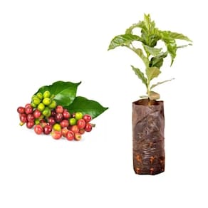 Muda de Cafe Catuai 20 a 40cm AMK - Plantas Online