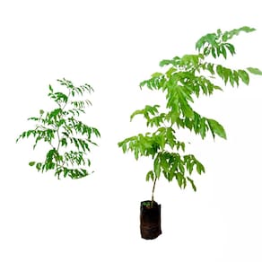 Muda de Cabreuva 20 a 40cm AMK - Plantas Online