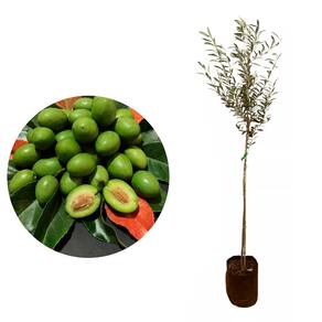 Muda de Azeitona Ceilon 20 a 40cm AMK - Plantas Online