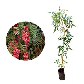 Muda de Aroeira Salsa 20 a 40cm AMK - Plantas Online