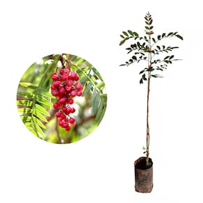 Muda de Aroeira Pimenteira 20 a 40cm AMK - Plantas Online