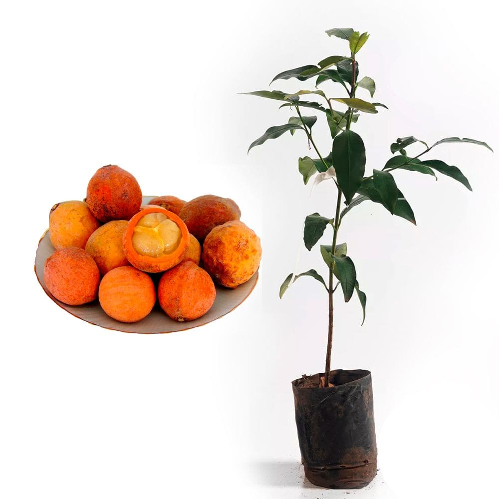 Muda de Bacupari 20 a 40cm AMK - Plantas Online