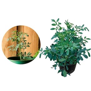 Muda de Arruda 20 a 40cm AMK - Plantas Online