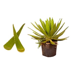 Muda de Babosa 20 a 40cm AMK - Plantas Online