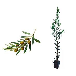 Muda de Azeitona Oliveira 20 a 40cm AMK - Plantas Online