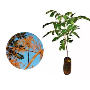 Muda de Aroeira Verdadeira 20 a 40cm AMK - Plantas Online