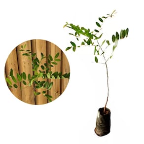 Muda de Amendoim Do Campo 20 a 40cm AMK - Plantas Online