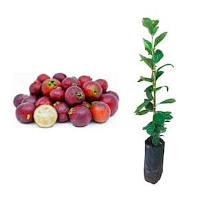 Muda de Araçá Vermelha 20 a 40cm AMK - Plantas Online