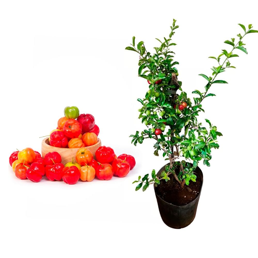 Muda de Acerola Doce 20 a 40cm AMK - Plantas Online