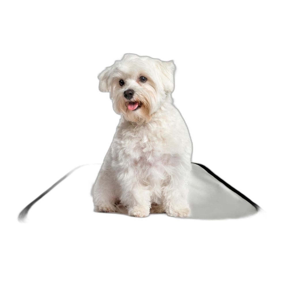Tapete Pet Lavável Prático Estratégico 4 Un P 50X60Cm