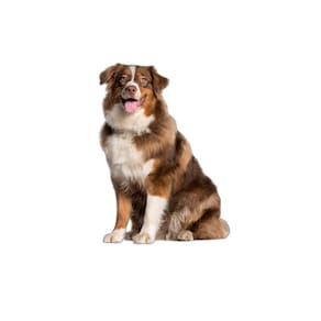 Banheiro Canino Para Adestramento 10 Unidades G 90X100 Cm