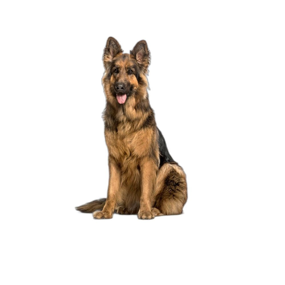 Tapete Pet Lavável Prático Estratégico 10 Un G 90X100Cm