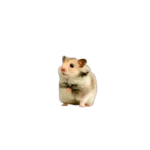Protetor De Gaiola Para Hamsters Absorvente 4 Un M 60X80Cm