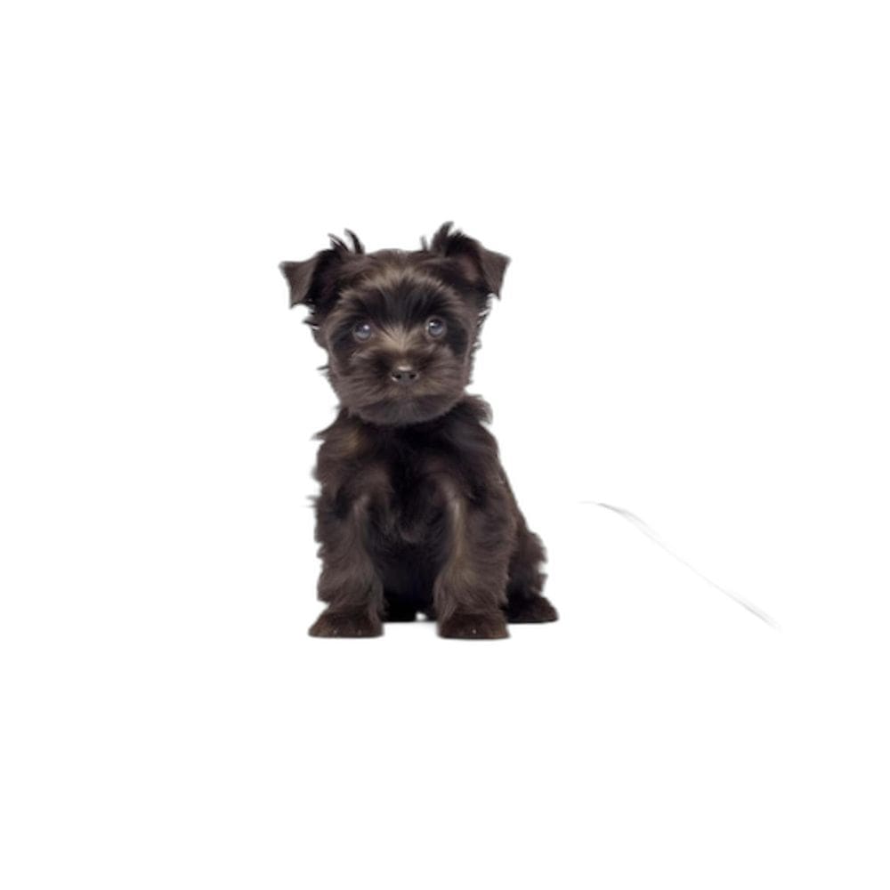 Tapete Para Cães Higiênico Ecológico 3 Un P 50X60Cm