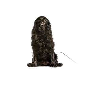Banheiro Canino Para Adestramento 5 Unidades M - 60X80 Cm