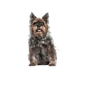 Tapetes Reutilizáveis Para Xixi E Uso De Cães 3Un M 60X80Cm