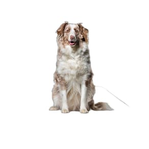 Tapetes Reutilizáveis Para Xixi E Uso De Cães 10Ung 90X100Cm