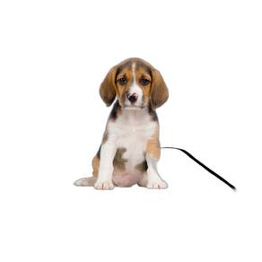 Tapetes Reutilizáveis Para Xixi E Uso De Cães 2Un P 50X60 Cm
