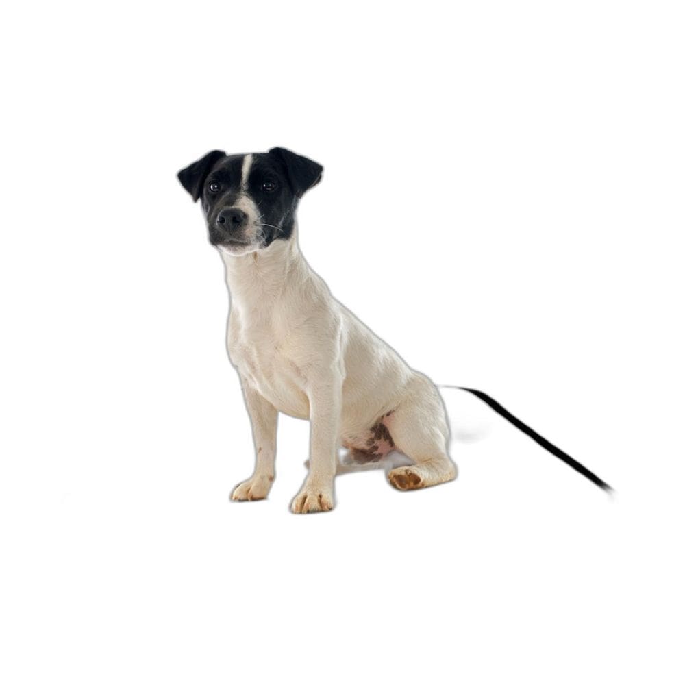 Tapete Dog Para Cães Lavável Absorvente 4 Un P - 50X60 Cm