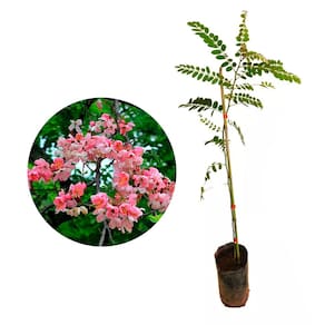 Muda de Acácia Javanesa 20 a 40cm AMK - Plantas Online