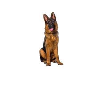 Tapete Para Xixi De Cachorro Pet, 3 Unidades G 90X100Cm
