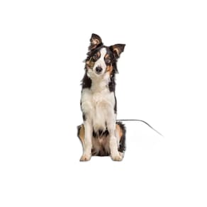 Banheiro Canino Móvel Reutilizável Pet 10Un M 60X80 Cm