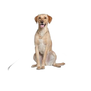 Tapete Pet Lavável Higiênico Estratégico 3 Un M 60X80 Cm