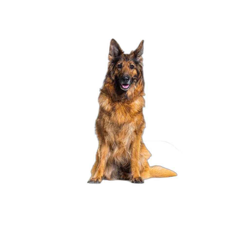 Tapete Pet Para Cães, Higiênico Lavável 10 Un G - 90X100 Cm
