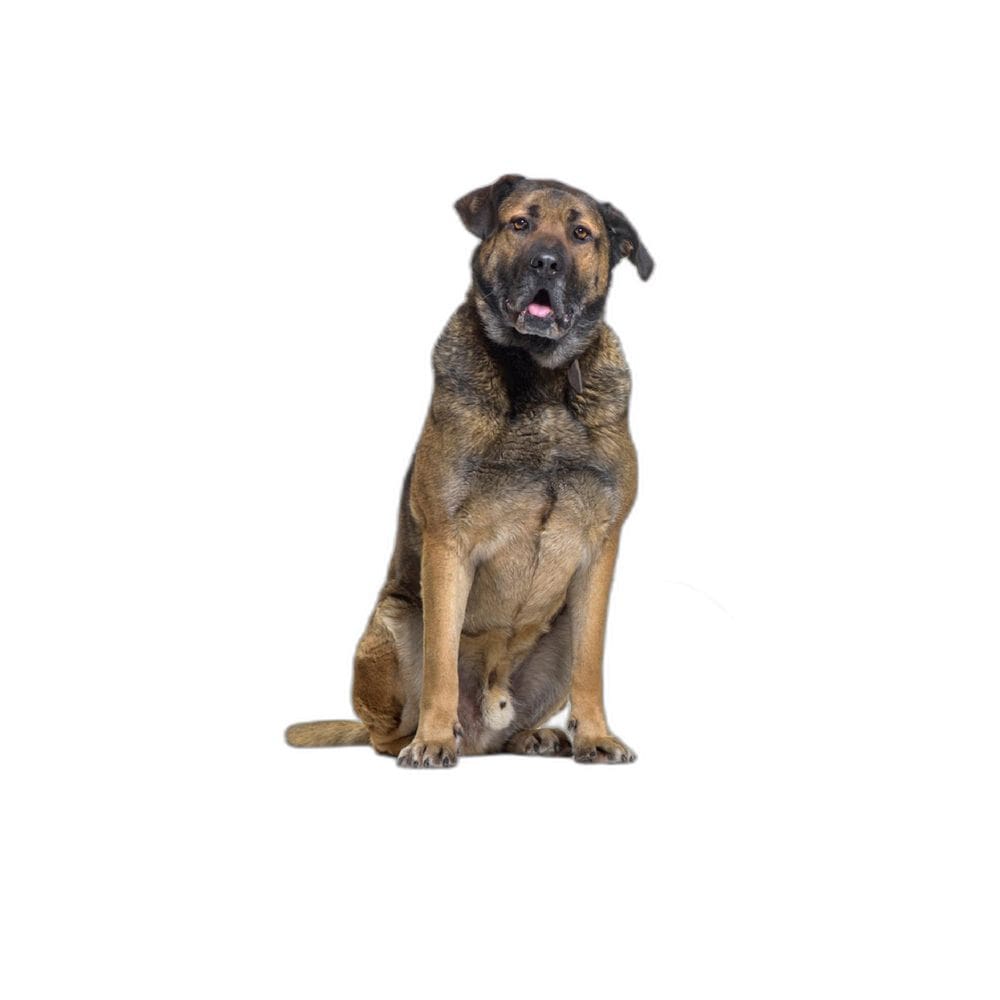 Tapete Higiênico Dog Adestramento 4 Unidade G - 90X100 Cm