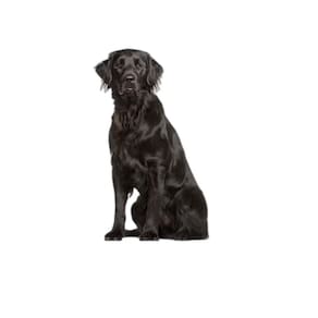 Tapete Canino Pet Prático Estratégico 5 Un G 90X100Cm