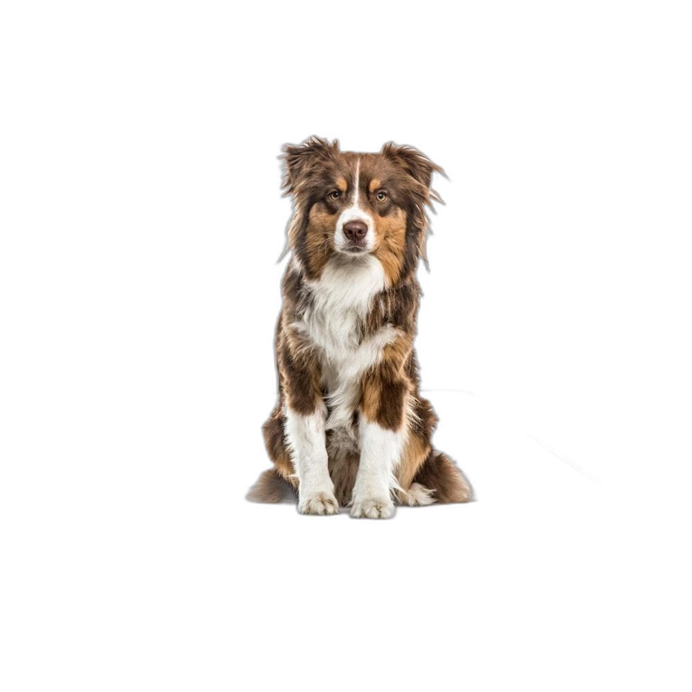 Tapete Canino Pet Prático Estratégico 3 Un P 50X60Cm