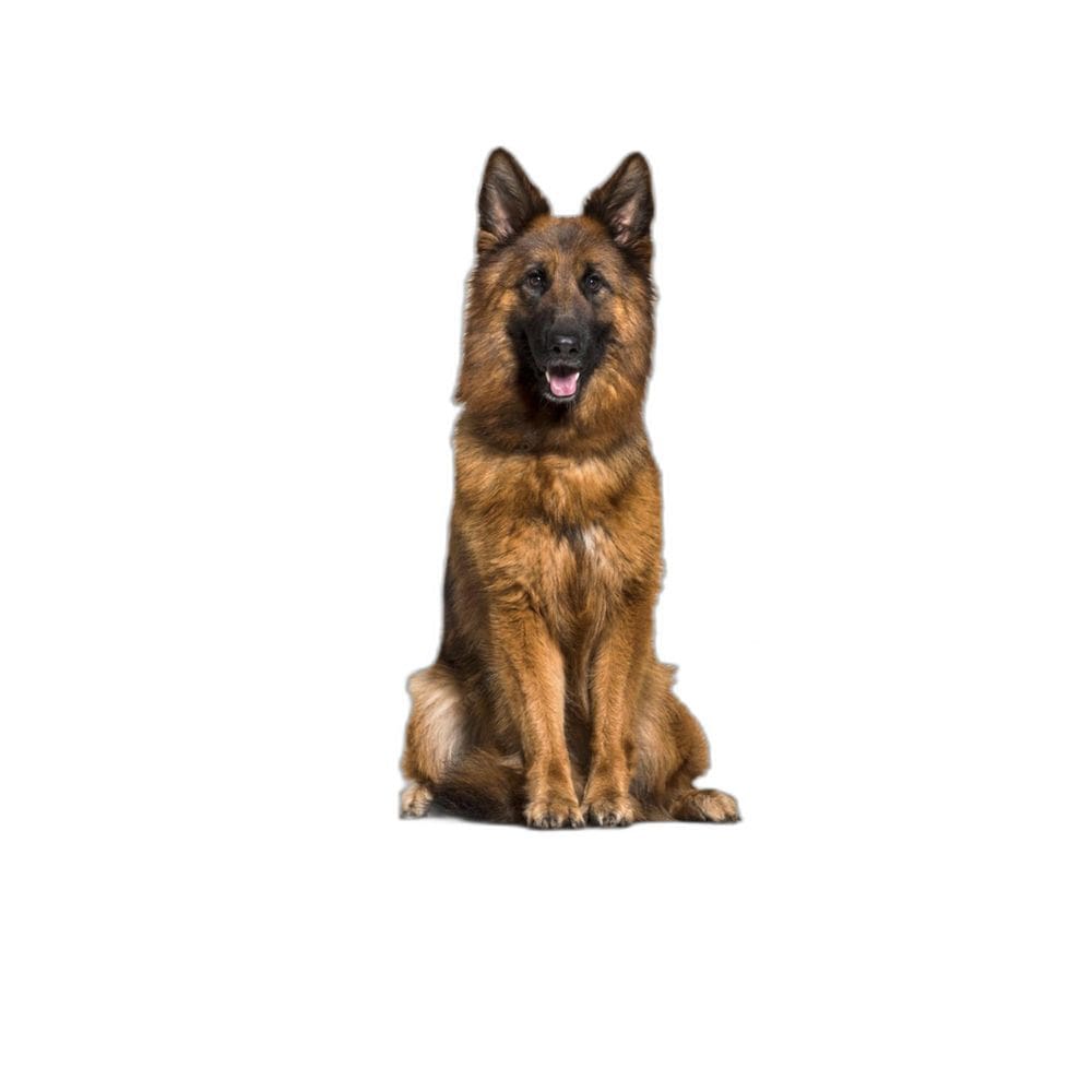 Tapete Pet Higiênico Prático Estratégico 10 Un G 90X100Cm