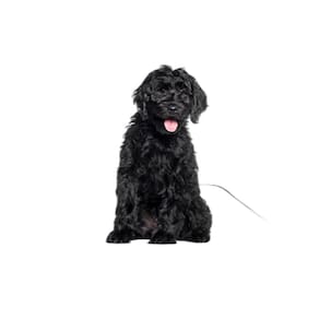 Tapete Canino Higiênico Lavável Pet 1 Un M - 60 X 80 Cm