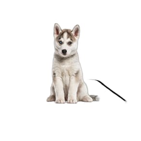 Tapete Para Pets Lavável Higiênico Prático 5 Un P 50X60Cm