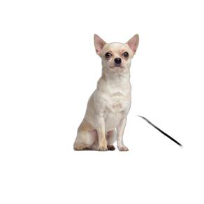 Tapete Para Pets Lavável Canino Prático 10 Un P 50X60Cm