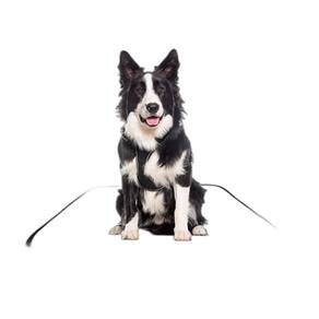 Tapete Para Cães Higiênico Ecológico 5 Un M1 70X100 Cm