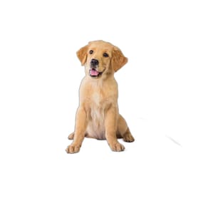 Tapete Para Cães Prático Ecológico 4 Un P1 50X70Cm