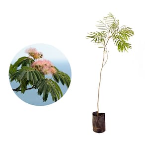 Muda de Farinha Seca 20 a 40cm AMK - Plantas Online