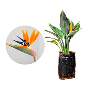 Muda de Estrelicia 20 a 40cm AMK - Plantas Online